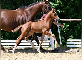 Caballo de deporte alemán, Semental, 1 año, 170 cm, Alazán-tostado