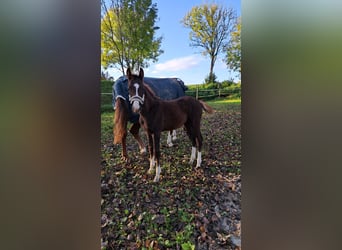 Caballo de deporte alemán, Semental, 1 año, 170 cm, Alazán-tostado