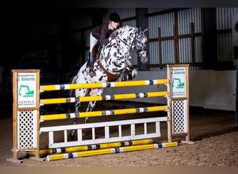 Caballo de deporte alemán, Semental, 1 año, 170 cm, Atigrado/Moteado