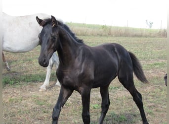 Caballo de deporte alemán, Semental, 1 año, 170 cm, Negro