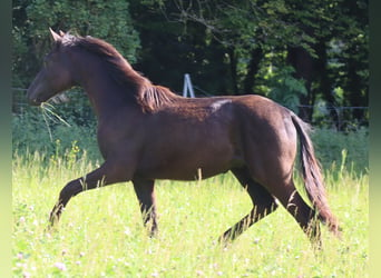 Caballo de deporte alemán, Semental, 1 año, 170 cm, Negro