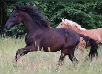 Caballo de deporte alemán, Semental, 1 año, 170 cm, Negro