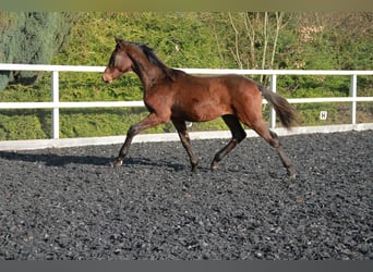 Caballo de deporte alemán, Semental, 1 año, 172 cm, Castaño oscuro