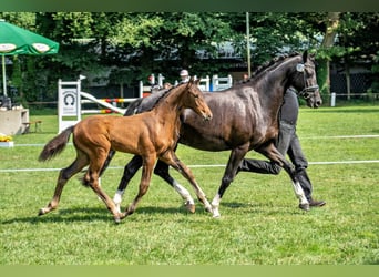 Caballo de deporte alemán, Semental, 1 año, 172 cm, Castaño oscuro