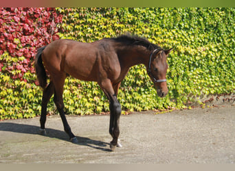 Caballo de deporte alemán, Semental, 1 año, 172 cm, Castaño oscuro