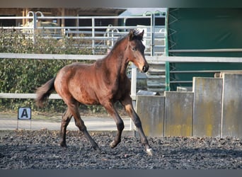 Caballo de deporte alemán, Semental, 1 año, 172 cm, Castaño oscuro