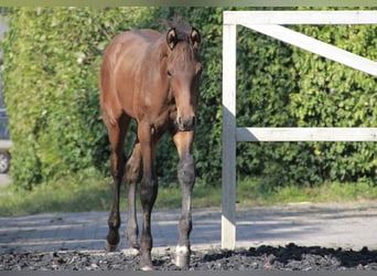 Caballo de deporte alemán, Semental, 1 año, 172 cm, Castaño oscuro