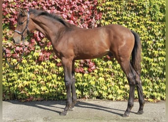 Caballo de deporte alemán, Semental, 1 año, 172 cm, Castaño oscuro