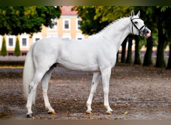 Caballo de deporte alemán, Semental, 1 año, 172 cm, Tordo