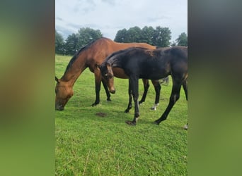 Caballo de deporte alemán, Semental, 1 año, 174 cm, Castaño oscuro