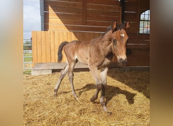 Caballo de deporte alemán, Semental, 1 año, 174 cm, Castaño oscuro