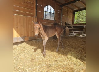 Caballo de deporte alemán, Semental, 1 año, 174 cm, Castaño oscuro