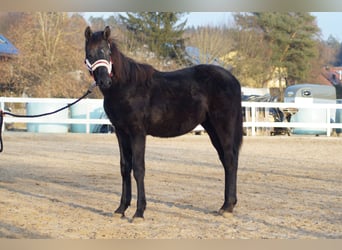 Caballo de deporte alemán, Semental, 1 año, 175 cm, Musgo