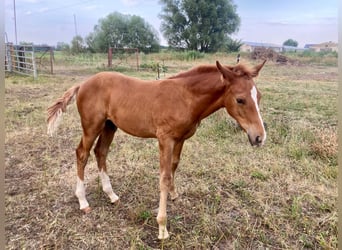 Caballo de deporte alemán, Semental, 1 año, Alazán