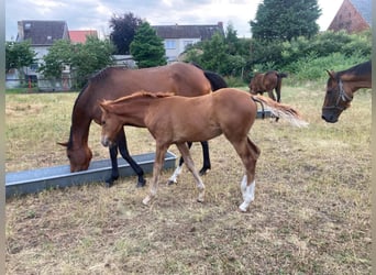 Caballo de deporte alemán, Semental, 1 año, Alazán