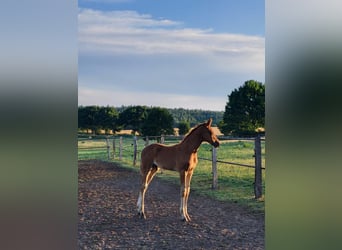 Caballo de deporte alemán, Semental, 1 año, Alazán