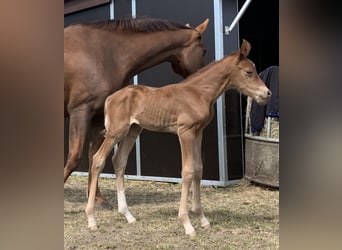 Caballo de deporte alemán, Semental, 1 año, Alazán