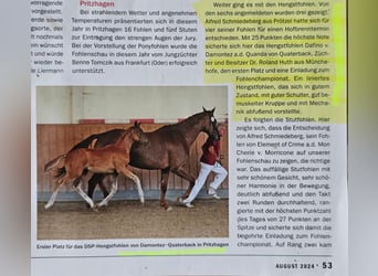 Caballo de deporte alemán, Semental, 1 año, Alazán