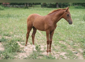 Caballo de deporte alemán, Semental, 1 año, Alazán