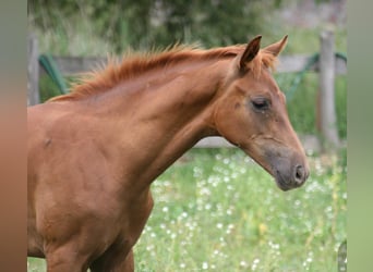 Caballo de deporte alemán, Semental, 1 año, Alazán