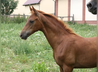 Caballo de deporte alemán, Semental, 1 año, Alazán