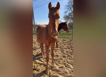 Caballo de deporte alemán, Semental, 1 año, Alazán