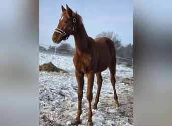 Caballo de deporte alemán, Semental, 1 año, Alazán