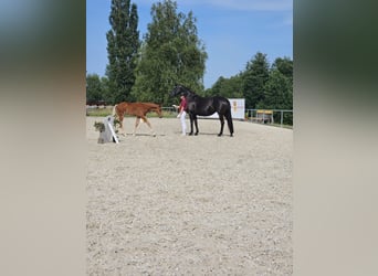 Caballo de deporte alemán, Semental, 1 año, Alazán
