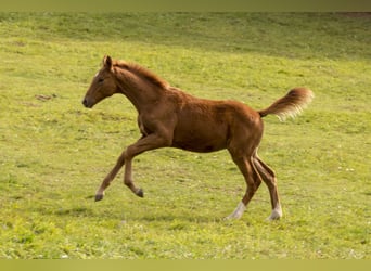 Caballo de deporte alemán, Semental, 1 año, Alazán