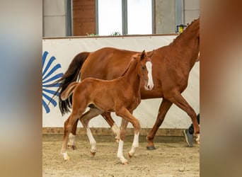 Caballo de deporte alemán, Semental, 1 año, Alazán