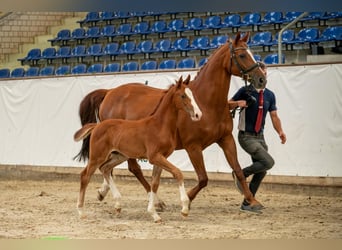 Caballo de deporte alemán, Semental, 1 año, Alazán