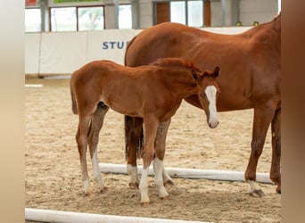 Caballo de deporte alemán, Semental, 1 año, Alazán