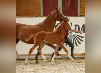 Caballo de deporte alemán, Semental, 1 año, Alazán