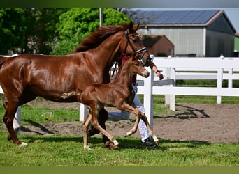 Caballo de deporte alemán, Semental, 1 año, Alazán-tostado