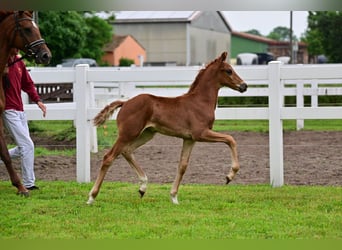 Caballo de deporte alemán, Semental, 1 año, Alazán-tostado