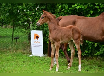 Caballo de deporte alemán, Semental, 1 año, Alazán-tostado