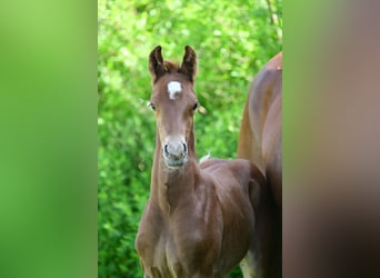 Caballo de deporte alemán, Semental, 1 año, Alazán-tostado