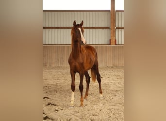 Caballo de deporte alemán, Semental, 1 año, Alazán-tostado