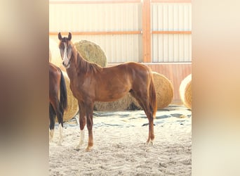 Caballo de deporte alemán, Semental, 1 año, Alazán-tostado