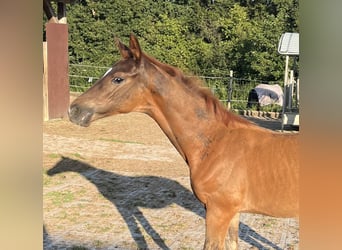 Caballo de deporte alemán, Semental, 1 año, Alazán-tostado