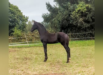 Caballo de deporte alemán, Semental, 1 año