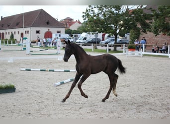 Caballo de deporte alemán, Semental, 1 año