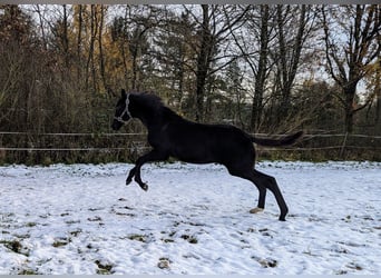 Caballo de deporte alemán, Semental, 1 año