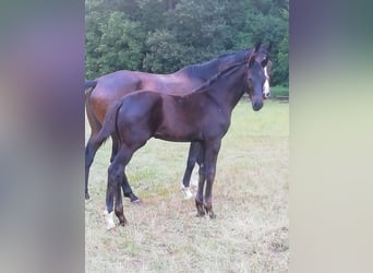 Caballo de deporte alemán, Semental, 1 año