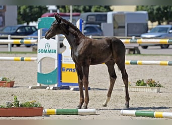 Caballo de deporte alemán, Semental, 1 año