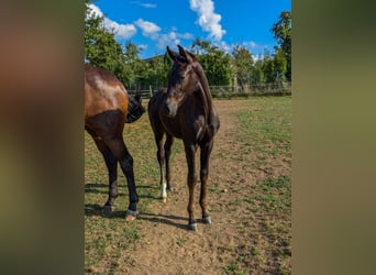 Caballo de deporte alemán, Semental, 1 año