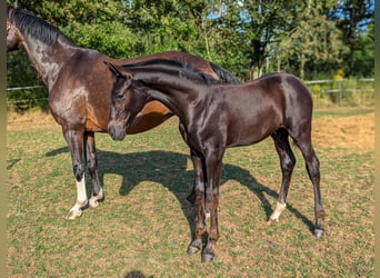 Caballo de deporte alemán, Semental, 1 año