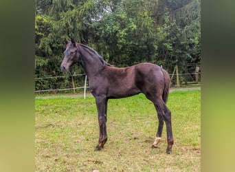 Caballo de deporte alemán, Semental, 1 año