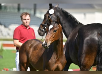 Caballo de deporte alemán, Semental, 1 año