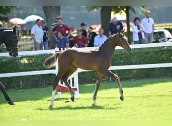Caballo de deporte alemán, Semental, 1 año